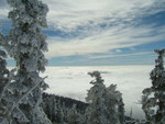Snow sticking to the trees in front of low clouds